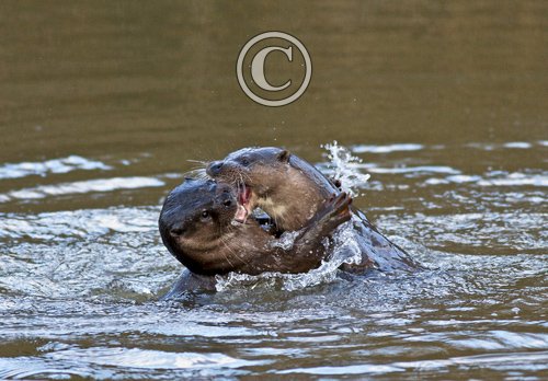 River Otters 2